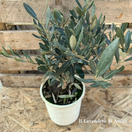 Olivo Ornamentale