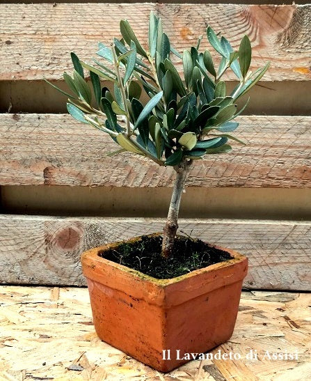 Olivo ornamentale Bomboniera