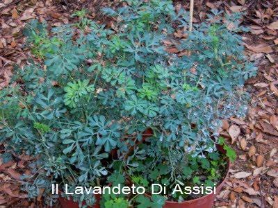 Ruta graveolens in fiore con foglie grigio-blu finemente divise e piccoli fiori gialli, ideale per bordure e giardini rustici.