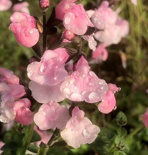 La Salvia 'Blind Faith' è una varietà affascinante e colorata di salvia. Di solito cresce a un'altezza compresa tra i 45 e i 60 centimetri. I suoi fiori, di un bel colore blu intenso, si presentano in spighe verticali, creando un impatto visivo notevole nel giardino. Questa pianta perenne fiorisce durante la stagione estiva e si distingue per la sua resistenza e la capacità di attrarre farfalle e api. 'Blind Faith' è spesso utilizzata per bordure e aiuole grazie al suo aspetto ornamentale.