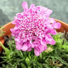 Scabiosa 'Pink Mist' in fiore con corolle rosa pastello, perfetta per bordure, vasi e giardini soleggiati a bassa manutenzione.