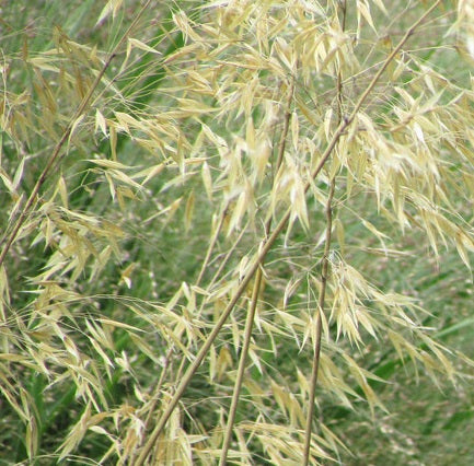 Stipa 'Gigantea' Vaso 18 cm.  è una graminacee perenne che ama stare al sole, il periodo di fioritura è da Giugno a Agosto, raggiunge un'altezza massima di 220 cm, il fiore è di colore giallo.