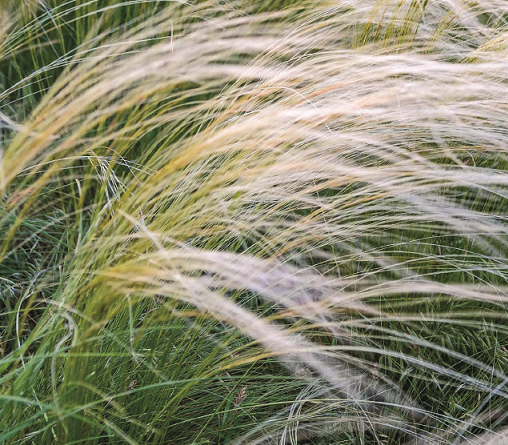 Stipa tenuissima 'Pony Tails' Vaso 18 cm. è una pianta graminacee perenne che ama stare al sole, fiorisce con delle spighe bionde dal Maggio a Settembre, è una pianta molto resistente e può raggiungere un'altezza massima di 150 cm.