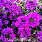 La Verbena canadensis 'Homestead Purple' è una pianta perenne con fiori di colore viola intenso, cresce fino a 30-45 cm di altezza e fiorisce abbondantemente dalla primavera all'autunno. Preferisce il pieno sole e si adatta a vari tipi di suolo ben drenato. È resistente, richiede poca manutenzione e attira farfalle e api. Ideale per bordure, aiuole e contenitori.