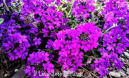 La Verbena canadensis 'Homestead Purple' è una pianta perenne con fiori di colore viola intenso, cresce fino a 30-45 cm di altezza e fiorisce abbondantemente dalla primavera all'autunno. Preferisce il pieno sole e si adatta a vari tipi di suolo ben drenato. È resistente, richiede poca manutenzione e attira farfalle e api. Ideale per bordure, aiuole e contenitori.