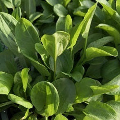 Acetosa (Rumex acetosa), pianta perenne spontanea con foglie verdi dal gusto acidulo, coltivata al Lavandeto di Assisi