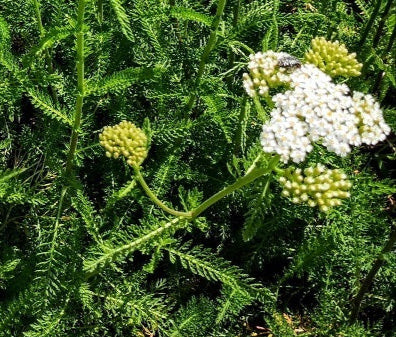 Achillea millefolium schneetaler bianco, è una pianta perenne che ama stare al sole, Il periodo di fioritura va da Giugno a Settembre vaso 14 cm