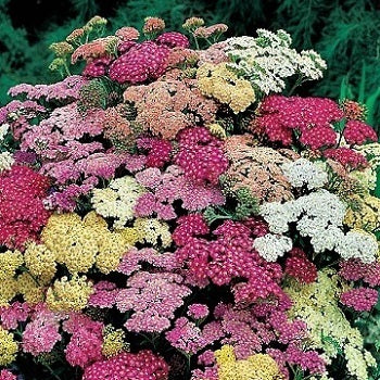 Achillea millefolium 'Summer Pastels' in fiore con ombrelle color pastello, pianta perenne rustica ideale per bordure soleggiate e giardini naturali.