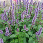 Agastache blue fortune, pianta erbacea perenne, con spighe verticali blu cobalto profumate di anice e menta.  Non ha particolari esigenze rispetto al terreno, vive bene in qualsiasi giardino, ama le posizioni soleggiate o a mezz' ombra. L' altezza è 60/70  cm circa Sopporta bene sia il caldo intenso che il gelo. E' una pianta adatta anche ai giardini a bassa manutenzione. Fiorisce luglio agosto e settembre. Agastache blue fortune vaso 14