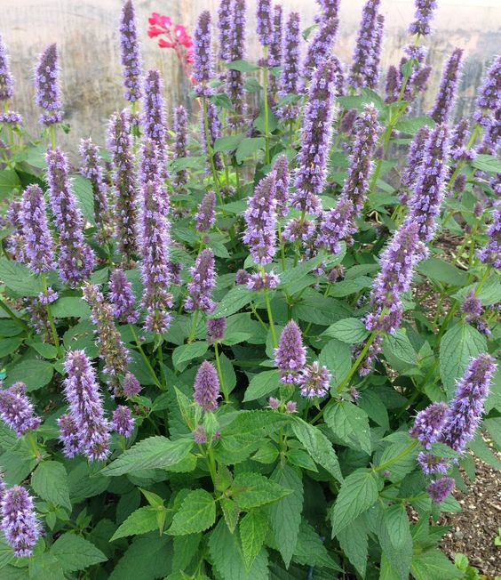 Agastache blue fortune, pianta erbacea perenne, con spighe verticali blu cobalto profumate di anice e menta.  Non ha particolari esigenze rispetto al terreno, vive bene in qualsiasi giardino, ama le posizioni soleggiate o a mezz' ombra. L' altezza è 60/70  cm circa Sopporta bene sia il caldo intenso che il gelo. E' una pianta adatta anche ai giardini a bassa manutenzione. Fiorisce luglio agosto e settembre. Agastache blue fortune vaso 14