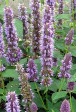 Agastache blue fortune