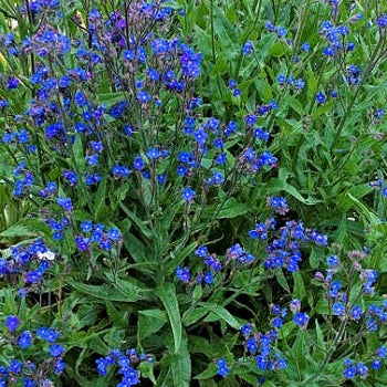 Anchusa azurea in fiore, pianta perenne dai fiori blu intenso ideale per bordure e giardini soleggiati
