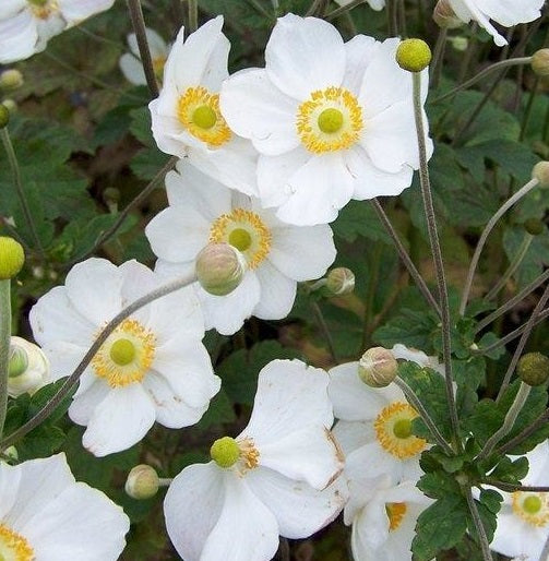  L'Anemone × hybrida 'Honorine Jobert' è una pianta perenne con eleganti fiori bianchi a numerosi petali e fogliame verde scuro lobato. Cresce fino a circa 90-120 cm di altezza e fiorisce abbondantemente da fine estate ad inizio autunno. Predilige terreni umidi e ben drenati, e prospera in esposizione parziale all'ombra. È ideale per giardini perenni, bordi misti e contenitori, attirando farfalle con la sua bellezza.