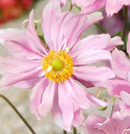 Anemone 'Montrose' in vendita in vaso 14, è una pianta erbacea perenne che ama l'esposizione in mezz'ombra, può raggiungere un'altezza massima di 100 cm, fiorisce da Agosto ad Ottobre con dei fiori di colore rosa. Ama l'esposizione soleggiata ma può stare anche in mezz'ombra.