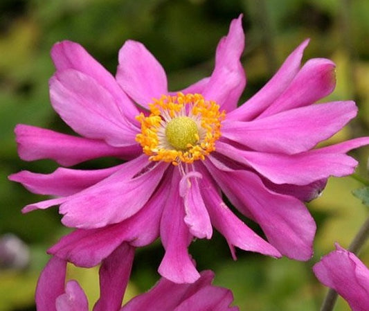 L'Anemone × hybrida 'Prinz Heinrich' è una varietà di anemone giapponese con fiori di un vivace colore rosa acceso e fogliame verde scuro. La pianta raggiunge un'altezza di circa 60-90 cm, ha un portamento eretto e fiorisce abbondantemente in estate e all'inizio dell'autunno. Predilige l'esposizione parziale all'ombra e cresce bene in terreni umidi e ben drenati. È adatta per bordure miste, giardini perenni e vasi.