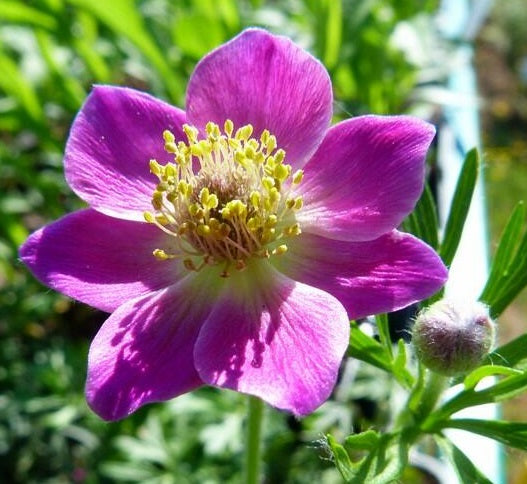 Anemone multifida 'Rubra' Vaso 16. E' una pianta erbacea perenne che ama l'esposizione sole  o mezz'ombra, fiorisce nei mesi di Maggio Giugno con dei fiori di colore rosso carminio