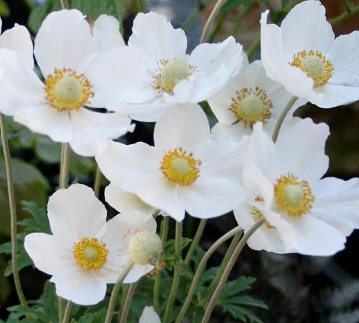  L'Anemone sylvestris 'Snow White' è una varietà di anemone apprezzata per la sua eleganza e la fioritura bianca. Di solito cresce fino a un'altezza di circa 30-45 centimetri, producendo fiori semplici di colore bianco puro. La fioritura avviene in primavera, aggiungendo un tocco di freschezza al giardino. Le foglie verde scuro sono di solito lobate e creano un bel contrasto con i fiori bianchi. Questa varietà è spesso coltivata come pianta ornamentale per bordure e aiuole.