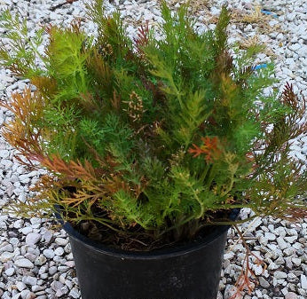 Aneto (Anethum graveolens) con foglie finemente frastagliate e fiori gialli, ideale per orti aromatici e cucina naturale.