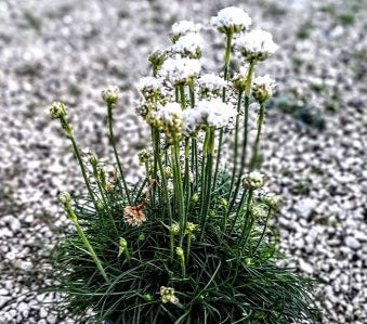 Armeria marittima bianca vaso 14 Piantina perenne rustica, non teme il caldo e neanche il freddo, vive bene in qualsiasi terreno fiorisce a inizio primavera