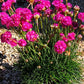 Armeria maritima ‘Rubrifolia’ in fiore, pianta tappezzante dai fiori fuxia e foglie rosso-brune per giardini rocciosi
