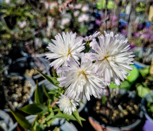 Aster bianco fiore doppio, piana perenne molto robusta, resistente al gelo alla siccità, al caldo, gli aster sono piante a bassissima manutenzione e con fioriture bellissime. Altezza 80/100 cm in piena fioritura, 