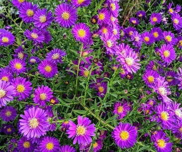Pianta perenne molto vigorosa con ricchissima e appariscente fioritura da settembre ad ottobre.   Le piante sono molto robuste e hanno pochissime esigenze. Resistono al gelo, alla siccità e al caldo intenso  Vaso diametro 14  