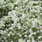 Aster bianco, piana perenne molto robusta, resistente al gelo alla siccità, al caldo, gli aster sono piante a bassissima manutenzione e con fioriture bellissime.  Altezza 80/100 cm in piena fioritura, fioritura a settembre e ottobre   Spedizione da novembre potati.