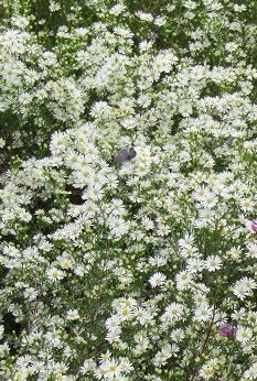Aster bianco, piana perenne molto robusta, resistente al gelo alla siccità, al caldo, gli aster sono piante a bassissima manutenzione e con fioriture bellissime.  Altezza 80/100 cm in piena fioritura, fioritura a settembre e ottobre   Spedizione da novembre potati.