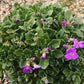 Aubretia caucasica vaso 14 cm di diametro.   è una Perenne ama il terreno Roccioso e il sole, il periodo di fioritura va da Aprile a Maggio    
