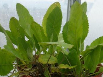 Balsamita major (Erba della Madonna) con foglie vellutate e profumo balsamico, pianta aromatica e officinale per giardini rustici.
