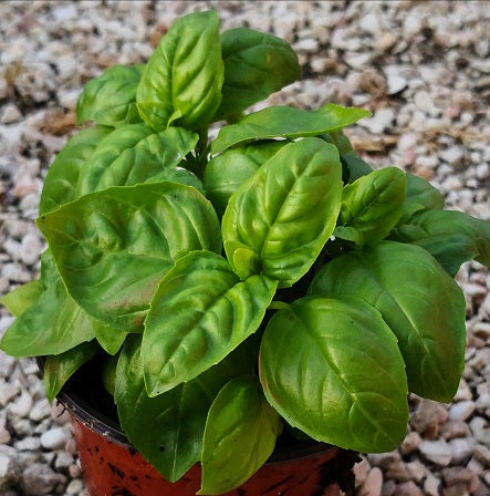 Basilico Genovese in vaso, con foglie verdi larghe e profumate, ideale per pesto e cucina mediterranea.
