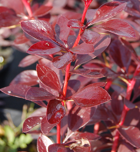 Berberis thunbergii ‘Red Rocket’ in giardino, arbusto ornamentale con fogliame rosso brillante e bacche decorative