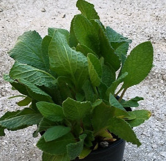Borragine in fiore con fiori azzurri eduli – Borago officinalis