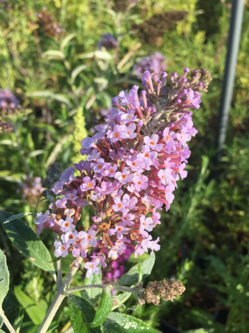 Buddleja hybrida ‘Pink Delight’, arbusto ornamentale con lunghi grappoli di fiori rosa profumati che attirano farfalle