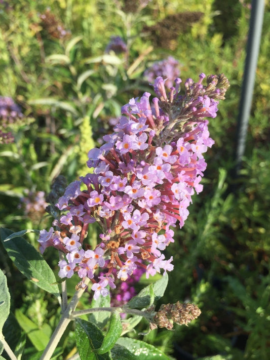 Buddleja hybrida ‘Pink Delight’, arbusto ornamentale con lunghi grappoli di fiori rosa profumati che attirano farfalle