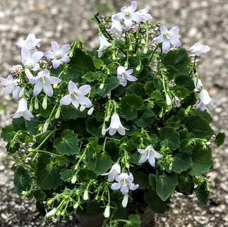 Campanula carpatica  a fiore bianco/azzurro chiaro. Bellissima piantina perenne tappezzante e rustica, fiorisce in primavera è sempreverde con foglioline piccole e graziose. Sopporta il gelo e il caldo.  vaso 12