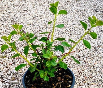 Cappero (Capparis spinosa) in fiore con grandi corolle bianche e stami viola, ideale per muretti, scarpate e giardini mediterranei.