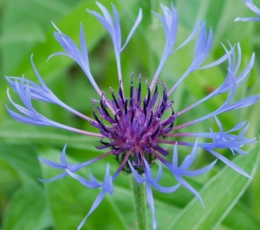 Centaurea montana in fiore, pianta perenne dai fiori blu intensi per bordure e giardini di montagna