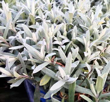Cerastium tomentosum. Pianta perenne sempreverde  tappezzante e ricadente  con foglie argentate, altezza 10/15 cm fiori bianchi a aprile a giugno  vive bene al sole ma anche nelle zone semi ombreggiate,  è una pianta molto robusta, adatta ai muretti alle scarpate, davanti nelle aiuole, nelle balconiere, una piantina che cresce bene e a non ha bisogno di cure.   Cerastium tomentosum vaso 14