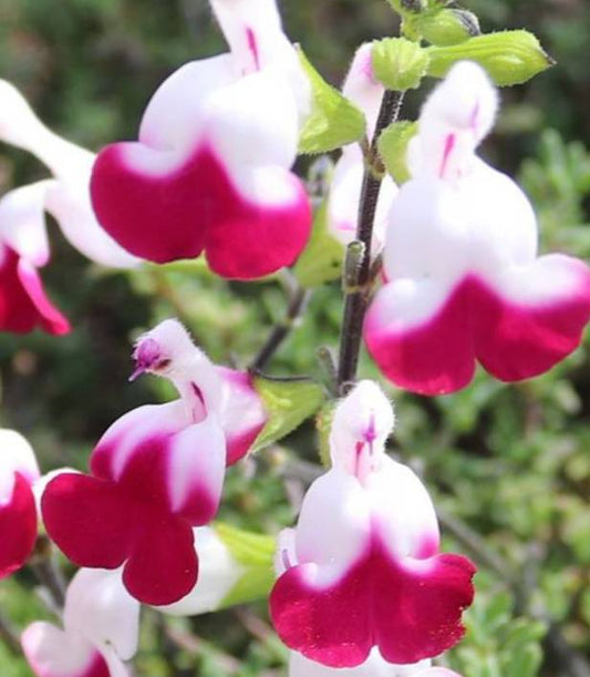 Salvia microphylla "Cherry Lips" Vaso 14 Bellissima salvia ornamentale perenne, fiori bianco e viola. Fioritura da aprile a novembre. Resiste sia al caldo che al gelo.  Potare la salvia varie volte da giugno a ottobre per mantenere il cespuglio compatto.