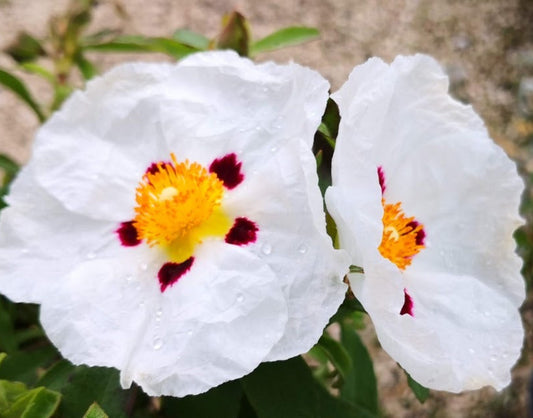 Cistus 'Alan Fradd' in fiore, con corolle bianche e macchia porpora, arbusto mediterraneo sempreverde per giardini soleggiati e bordure secche.