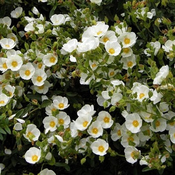 Cistus × corbariensis in fiore con petali bianchi e centro giallo, arbusto sempreverde rustico per giardini mediterranei e bordure soleggiate.