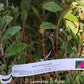 Cistus pulverulentus, arbusto sempreverde mediterraneo con fiori rosa e cuore giallo