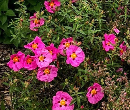 Cistus × purpureus, arbusto sempreverde mediterraneo con grandi fiori rosa-porpora e macchie scure decorative