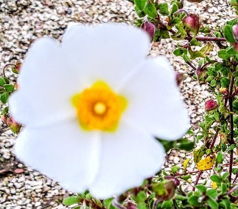 Cistus salvifolius in fiore con petali bianchi e cuore giallo, arbusto mediterraneo sempreverde per giardini soleggiati e siccitosi.