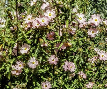 Cistus × skanbergii, arbusto mediterraneo sempreverde con piccoli fiori rosa e cuore giallo