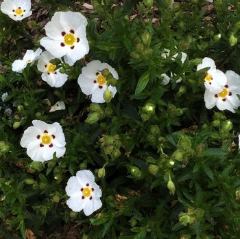 Cistus x aguilarii, arbusto mediterraneo sempreverde con grandi fiori bianchi e macchie rosso-porpora