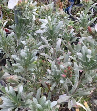 Convolvulus cneorum in fiore, con foglie argentate e fiori bianchi a campanula, arbusto per bordure soleggiate e giardini secchi.