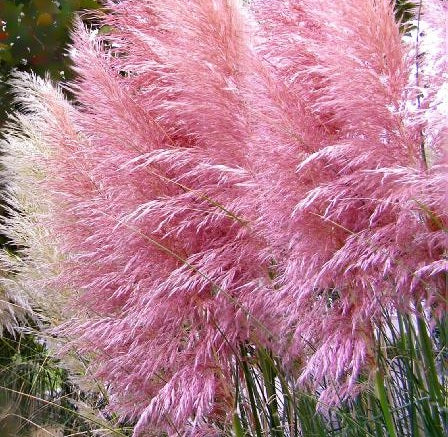 Cortaderia selloana ‘Rosea’, erba della pampa ornamentale con piume rosa soffici e decorative