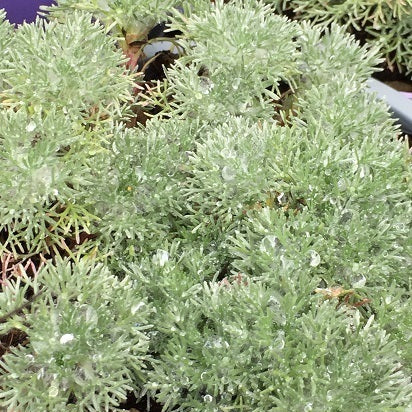 Cotula Hispida vaso 14   è una erbacea perenne rustica tappezzante,Ideale coltivata in giardini rocciosi o per ricoprire ampie superfici. Fiorisce da Giugno ad Agosto con dei bottoncini gialli.